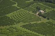 Bajó la superficie implantada con cítricos