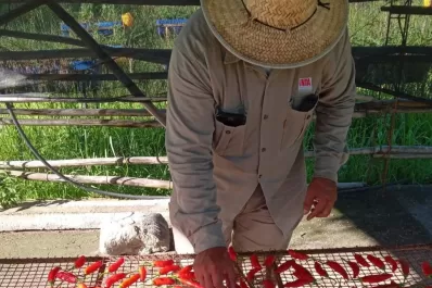 Ají picante, una nueva alternativa para Tucumán