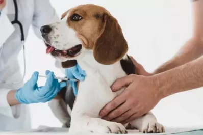 Consejos para prevenir la rabia en humanos y animales
