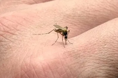 La OMS aprobó una nueva vacuna contra la malaria desarrollada por la Universidad de Oxford