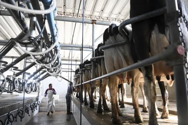 El Gobierno nacional oficializó las retenciones cero al sector lácteo hasta fin de 2023