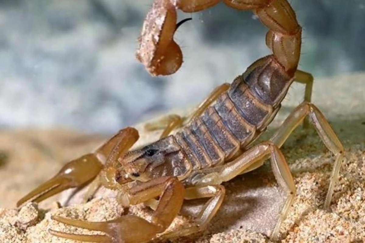 Picaduras de alacranes: cómo prevenirlas