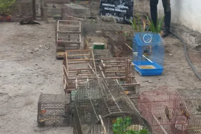 Liberan aves silvestres: los pájaros eran ofrecidos ilegalmente por redes sociales