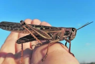 El Senasa confirmó la ausencia de las langostas