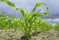 Recomendaciones para la siembra ante el actual entorno