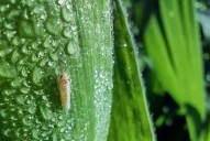 Se registró un impacto silencioso de la “chicharrita”