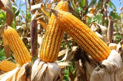 La campaña 22-23 tuvo resultados económicos negativos