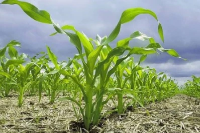 Recomendaciones para la siembra ante el actual entorno