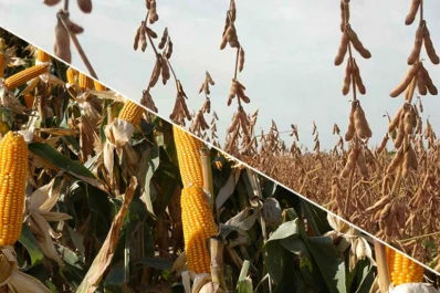 Reporte rural: rotar cultivos produce efectos favorables