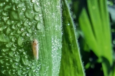 Se registró un impacto silencioso de la “chicharrita”