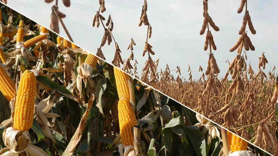 Reporte rural: rotar cultivos produce efectos favorables