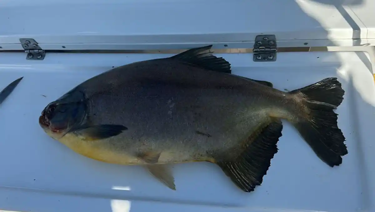 DETALLES. EL pacú es una especie muy buscada por los pescadores de todo el país.