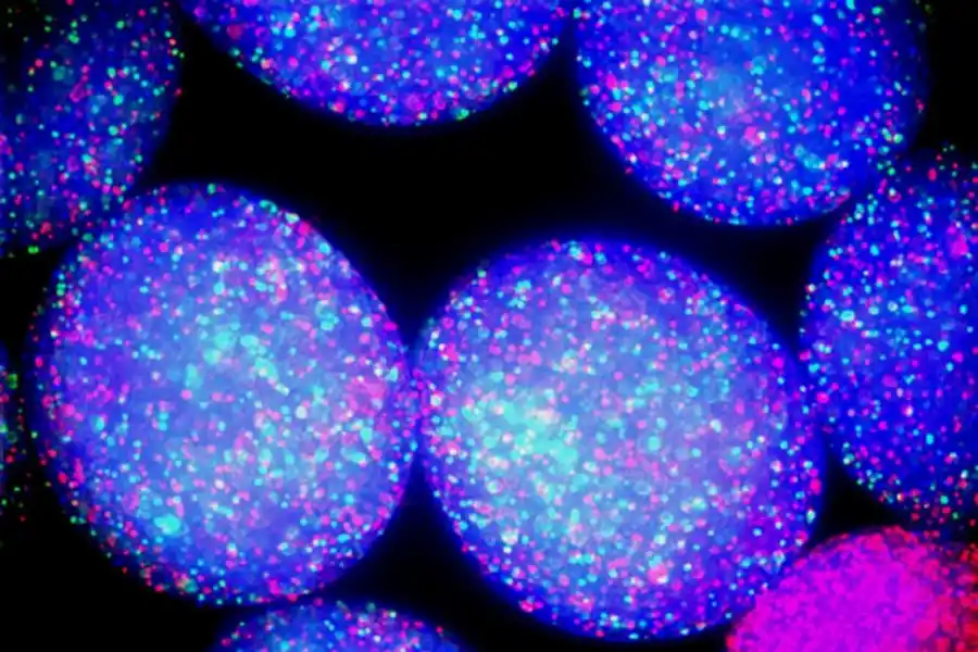 VIRUS Y BACTERIAS. Pueden generar infecciones gastrointestinales graves con vómitos, deshidratación y diarreas.