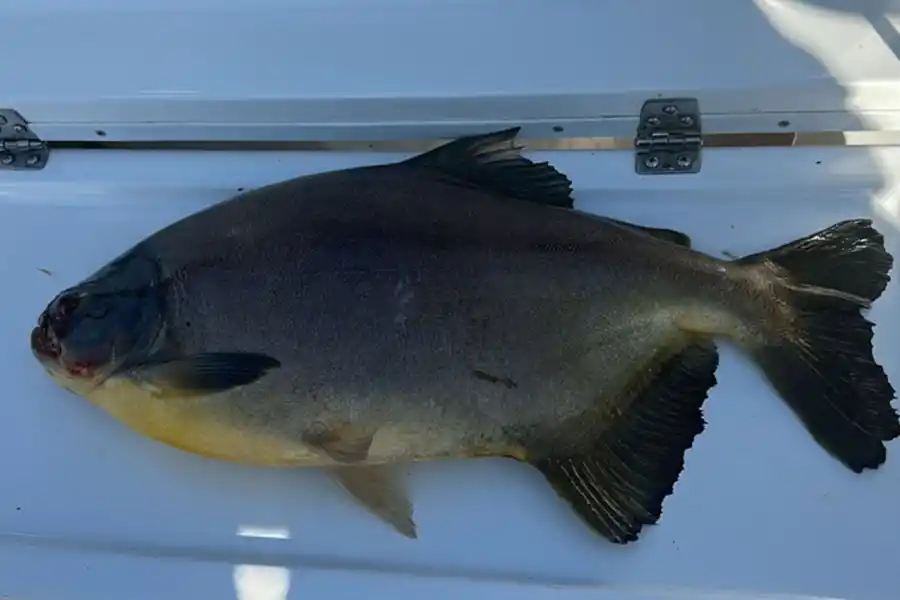 DETALLES. EL pacú es una especie muy buscada por los pescadores de todo el país.