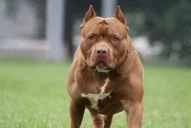Horror en Río Gallegos: un pitbull atacó a una nena y le desfiguró el rostro