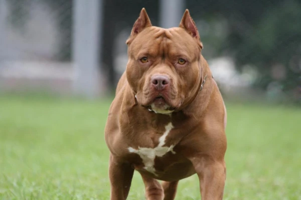 Neuquén: dos hermanos fueron atacados por una jauría de pitbulls