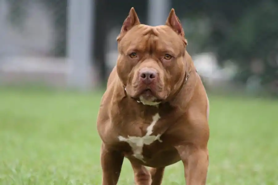POTENCIALMENTE PELIGROSO. Imagen de un perro Pitbull tomada de internet.