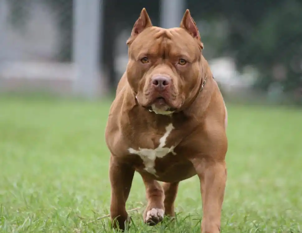 POTENCIALMENTE PELIGROSO. Imagen de un perro Pitbull tomada de internet.