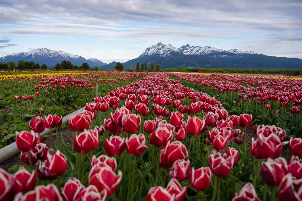 Esquel recibe al turismo con un campo de tulipanes: más de 30 variedades para apreciar en familia