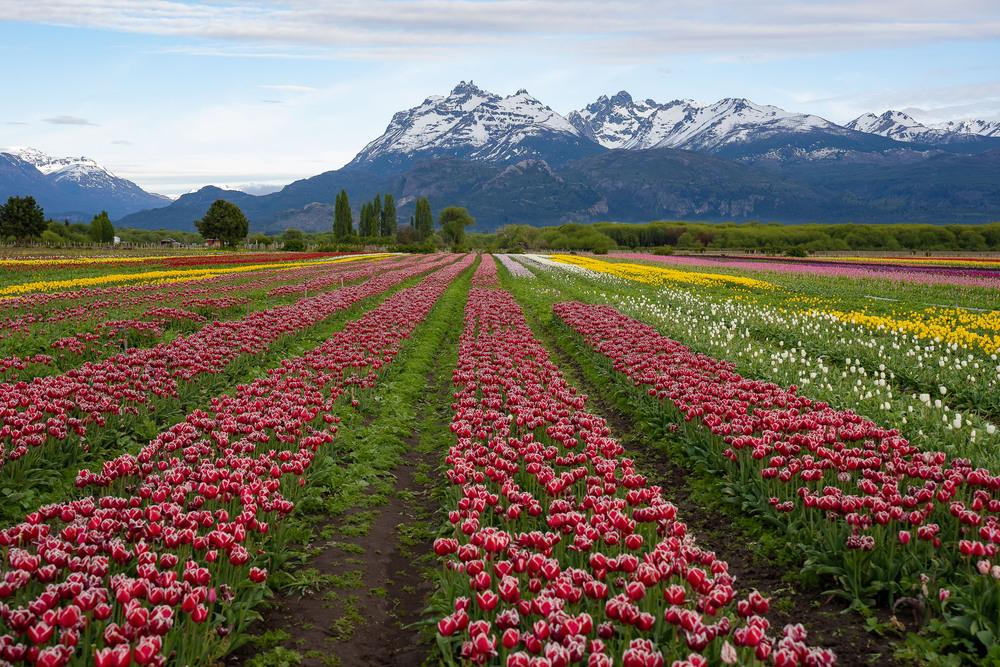 Esquel recibe al turismo con un campo de tulipanes: más de 30 variedades para apreciar en familia
