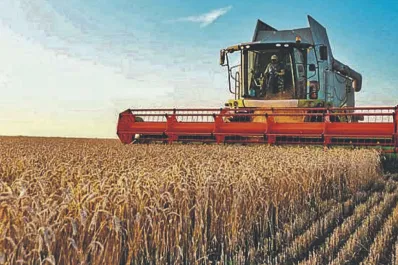 Trigo: se exportaría la mitad del promedio de los últimos siete ciclos