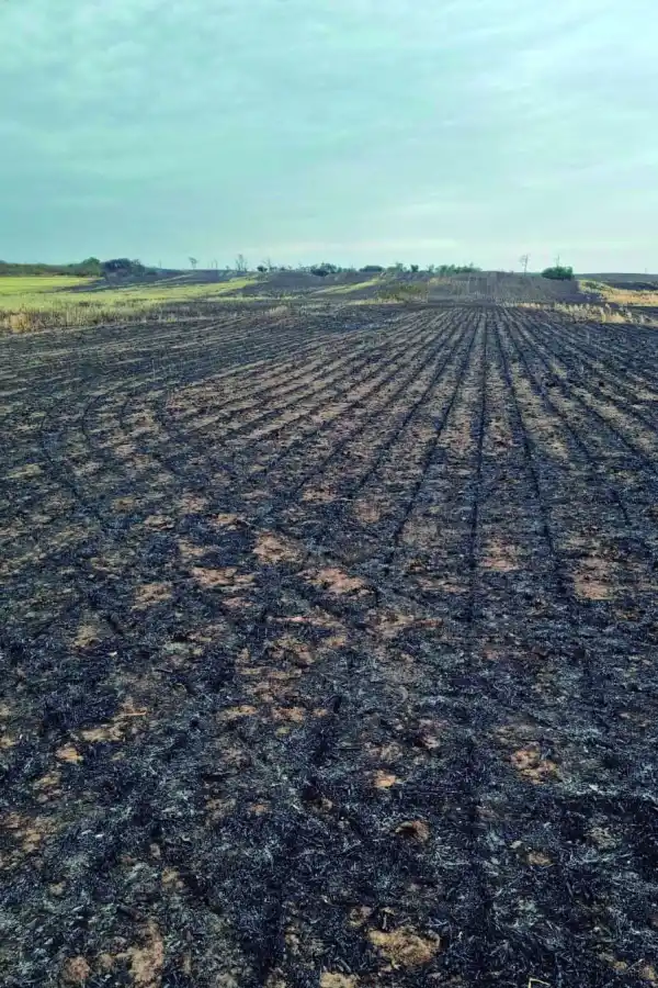 RESULTADO. El incendio generó pérdidas económicas y ambientales.