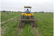 Medios químicos y no químicos para combatir las malezas