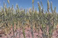 Trigo: el 46% de las ha muestran condiciones de regulares a malas