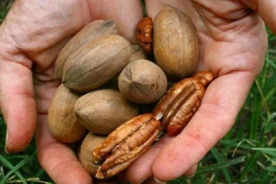 Todo listo en Entre Ríos para el mitin anual de productores de pecán