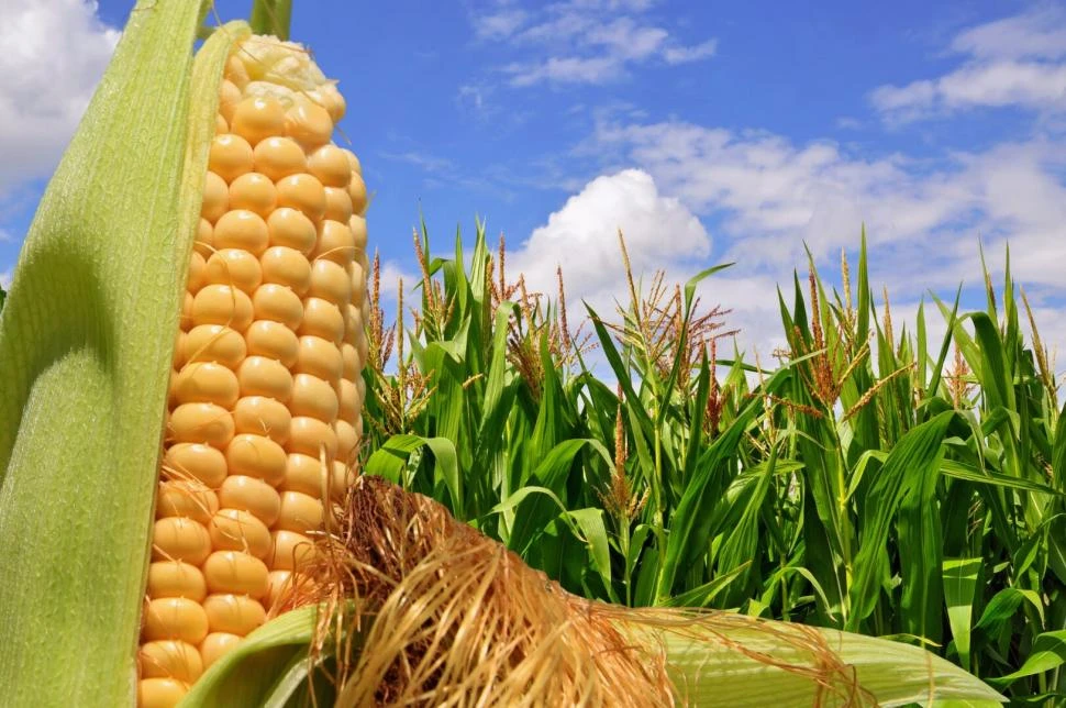 ANÁLISIS. Las pruebas mostraron un aumento en rindes de maíz consociado.