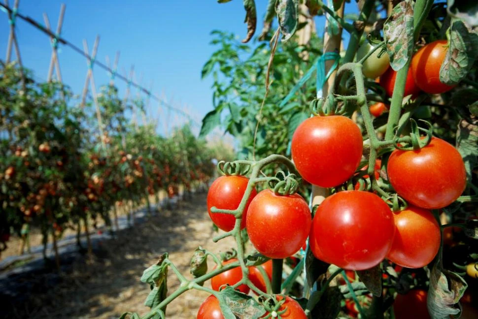 El Senasa detectó en Salta el virus rugoso del tomate