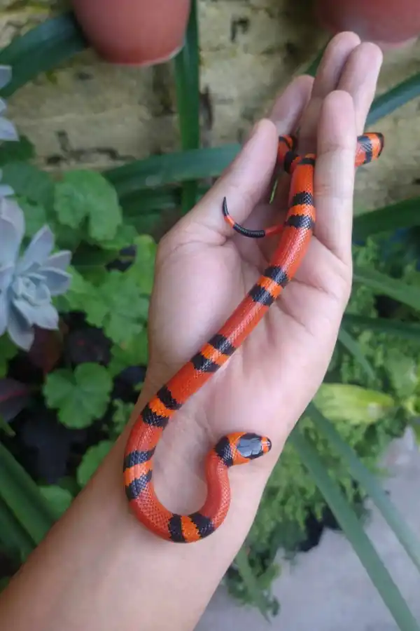 Coral (falsa coral de Honduras)