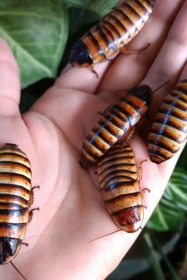 Cucarachas de Madagascar