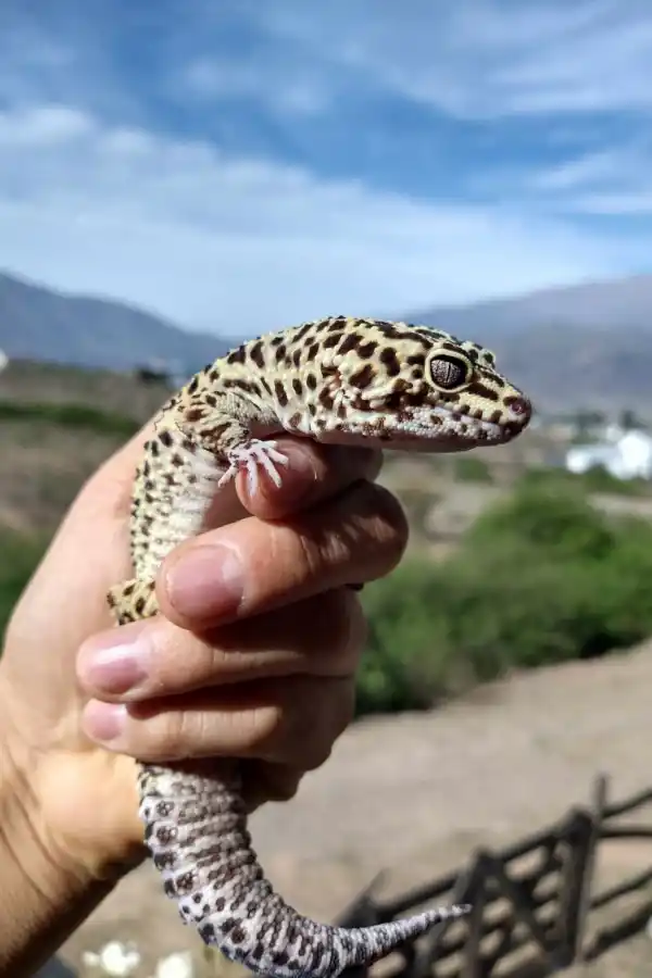 Galileo (gecko leopardo)