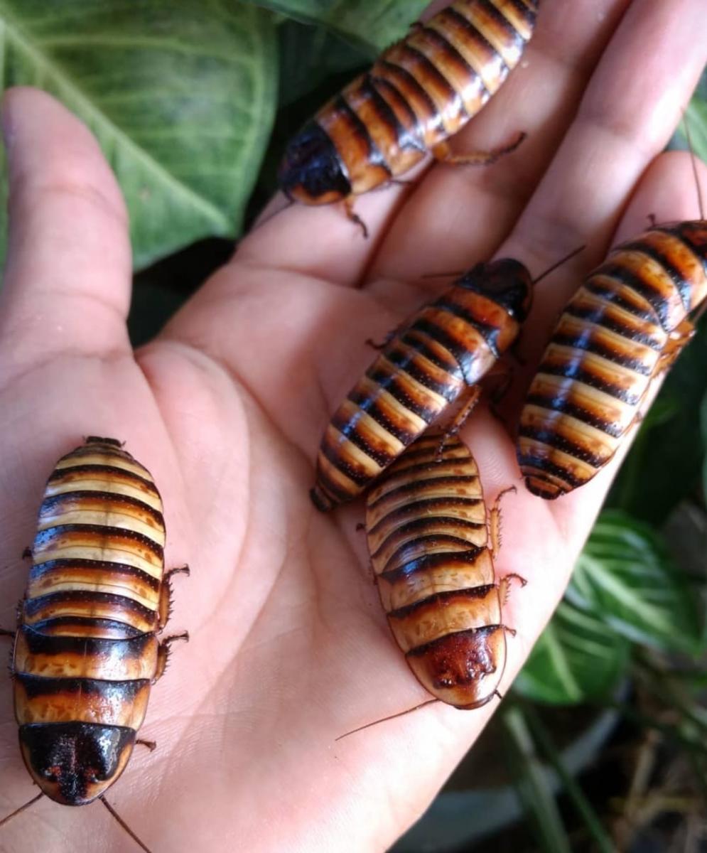 Cucarachas de Madagascar