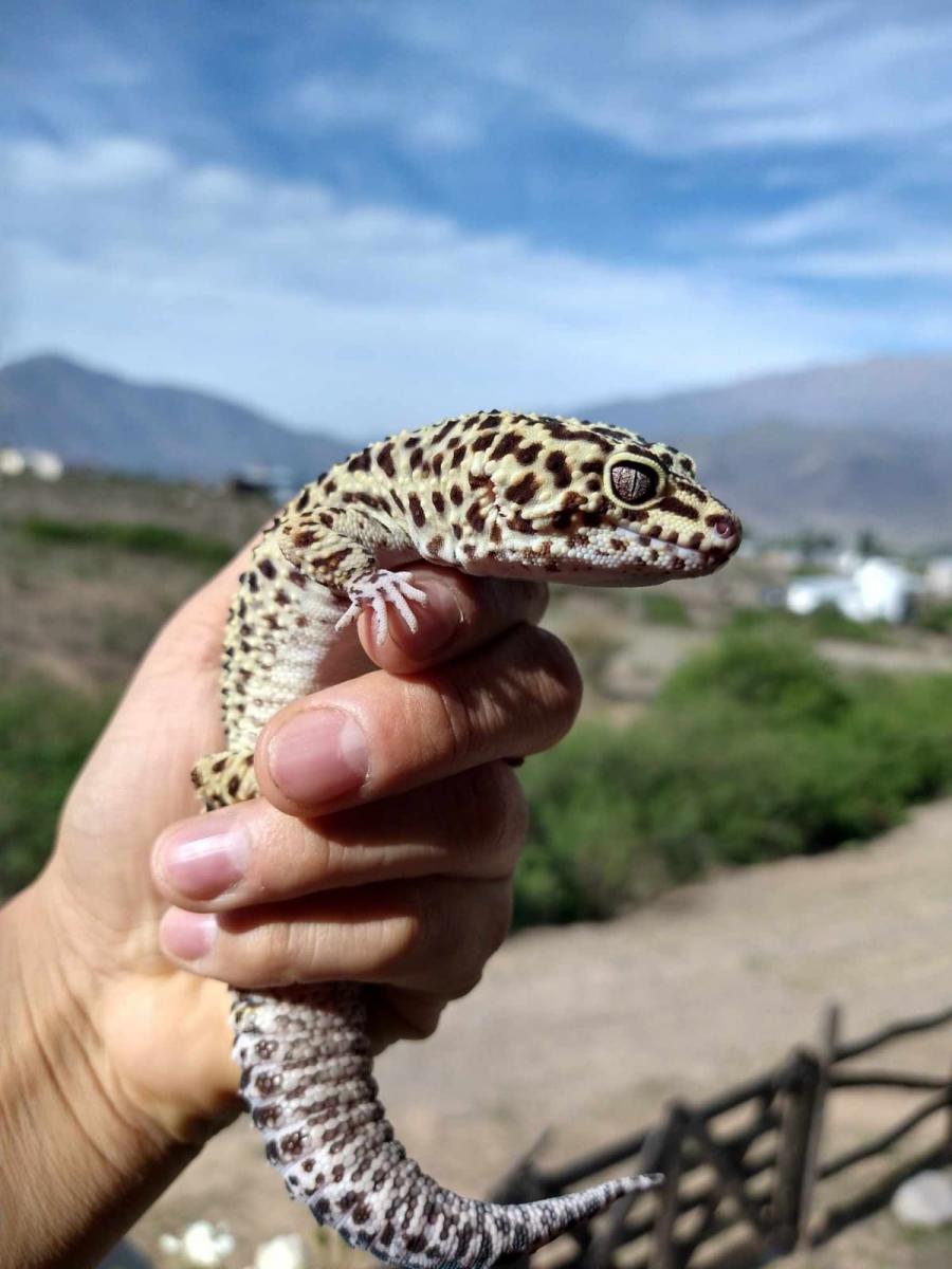 Galileo (gecko leopardo)