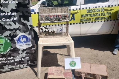 Los detalles del millonario negocio del tráfico ilegal de aves en Tucumán