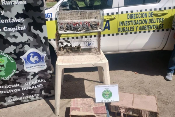 Los detalles del millonario negocio del tráfico ilegal de aves en Tucumán