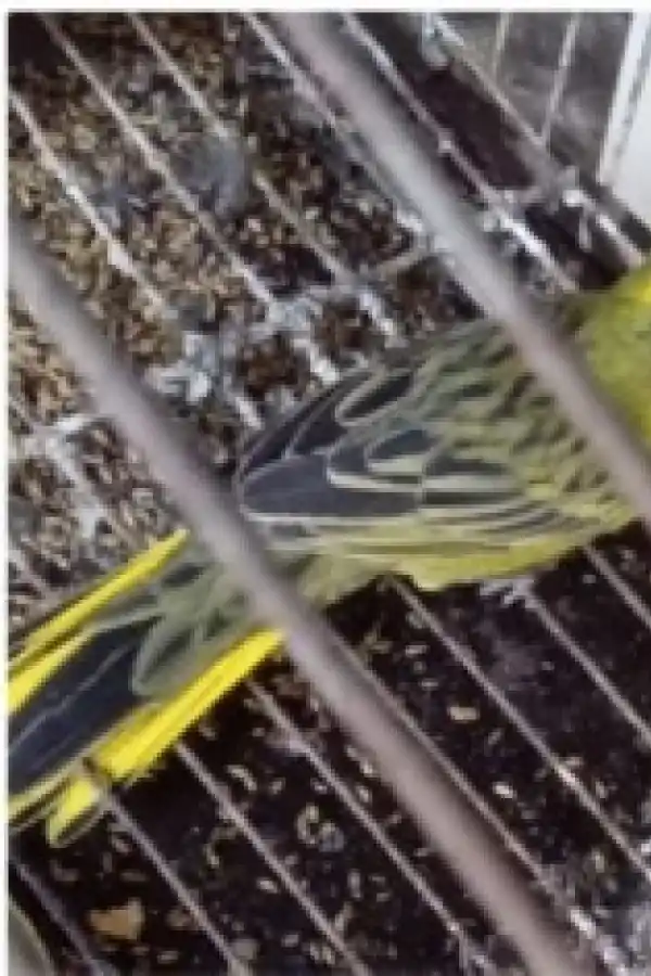 BUSCADOS. Los cardenales amarillos están en peligro.