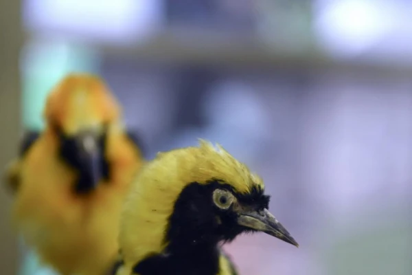 La Fundación Miguel Lillo exhibe las maravillas de las Ciencias Naturales