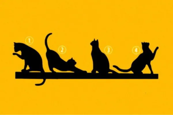 Test de personalidad: el gato que más te guste puede revelar cuál es el propósito de tu vida diaria