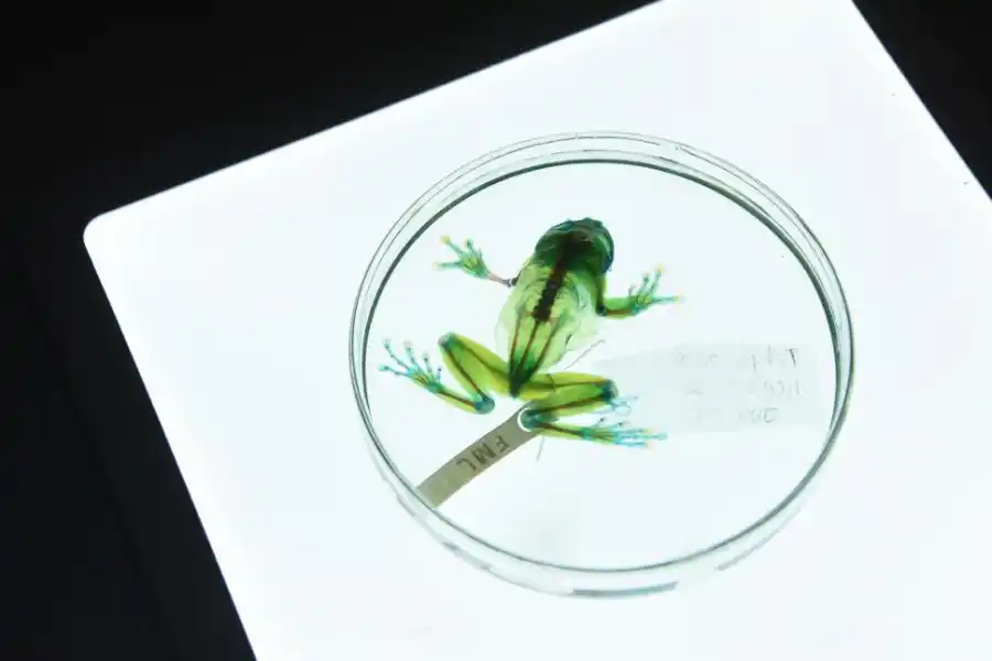 La Fundación Miguel Lillo exhibe las maravillas de las Ciencias Naturales