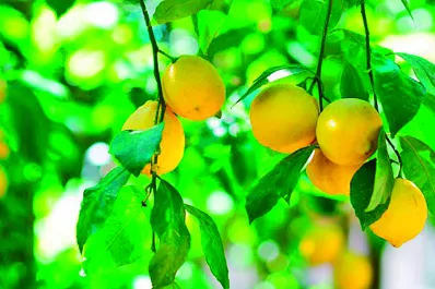 Lanzan la segunda edición de la especialización en Citricultura