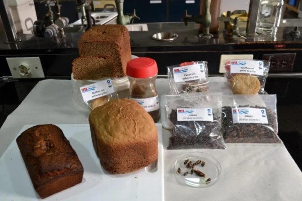 Evalúan usar insectos como alternativa de alimentación