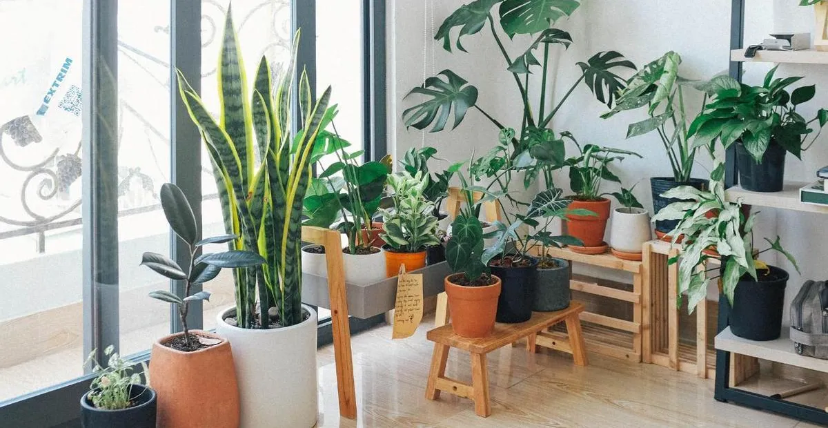 Cuáles son las plantas que deberías evitar en tu hogar