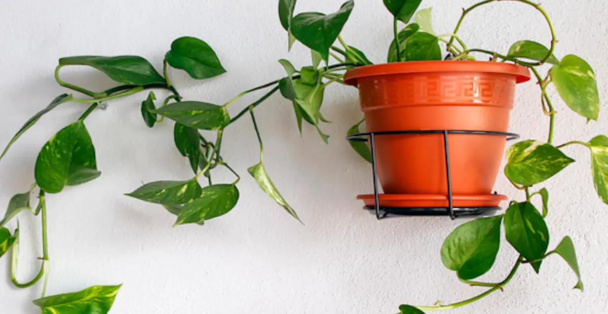 Cuáles son las tres plantas que no deberíamos tener en casa, según el Feng Shui