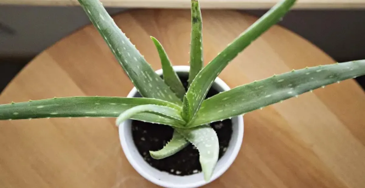 Cuáles son las tres plantas que no deberíamos tener en casa, según el Feng Shui