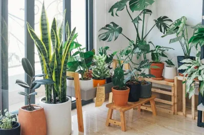 Estas son las tres plantas que no deberíamos tener nunca en casa, según el Feng Shui