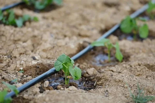 Reporte rural: el valor de eficientizar el uso del agua