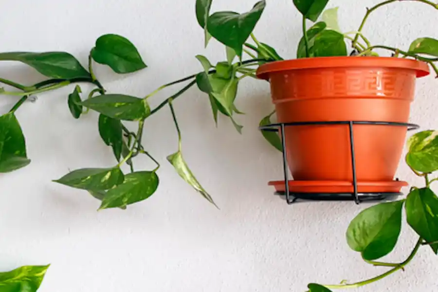 Estas son las tres plantas que no deberíamos tener nunca en casa, según el Feng Shui